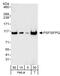 SFPQ antibody, A301-320A, Bethyl Labs, Western Blot image 