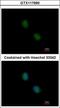 Proteasome Subunit Beta 7 antibody, GTX117690, GeneTex, Immunofluorescence image 