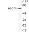 Heat Shock Protein Family A (Hsp70) Member 8 antibody, LS-C177216, Lifespan Biosciences, Western Blot image 