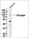 Glycogen Synthase 1 antibody, orb6118, Biorbyt, Western Blot image 