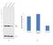 Peroxiredoxin 1 antibody, LF-MA0073, Invitrogen Antibodies, Western Blot image 