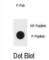 TSC Complex Subunit 1 antibody, abx032228, Abbexa, Western Blot image 
