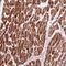 ADP-Ribosyltransferase 5 antibody, HPA044099, Atlas Antibodies, Immunohistochemistry frozen image 