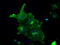 Fyn Related Src Family Tyrosine Kinase antibody, LS-C799275, Lifespan Biosciences, Immunofluorescence image 