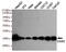Caudal Type Homeobox 2 antibody, MBS475024, MyBioSource, Western Blot image 