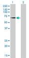 Transglutaminase 2 antibody, LS-C133481, Lifespan Biosciences, Western Blot image 