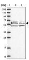 WD Repeat And Coiled Coil Containing antibody, PA5-59410, Invitrogen Antibodies, Western Blot image 