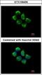 Sorting Nexin 12 antibody, LS-C185814, Lifespan Biosciences, Immunocytochemistry image 