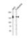 Integrin Subunit Alpha 6 antibody, abx034380, Abbexa, Western Blot image 