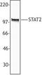 Signal Transducer And Activator Of Transcription 2 antibody, LS-B1649, Lifespan Biosciences, Western Blot image 