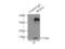 Sulfiredoxin 1 antibody, 14273-1-AP, Proteintech Group, Immunoprecipitation image 