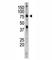 Inhibitor Of Nuclear Factor Kappa B Kinase Subunit Epsilon antibody, F51063-0.4ML, NSJ Bioreagents, Western Blot image 