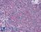 Lymphocyte Antigen 75 antibody, LS-B2669, Lifespan Biosciences, Immunohistochemistry paraffin image 