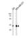 Golgi Phosphoprotein 3 antibody, abx034914, Abbexa, Western Blot image 