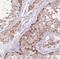Beta-Carotene Oxygenase 1 antibody, FNab00851, FineTest, Immunohistochemistry frozen image 