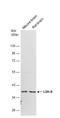 Lactate Dehydrogenase B antibody, NBP1-31945, Novus Biologicals, Western Blot image 