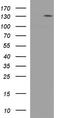 Inter-alpha-trypsin inhibitor heavy chain H6 antibody, TA590861, Origene, Western Blot image 