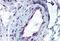 Activin A Receptor Type 1 antibody, MBS241817, MyBioSource, Immunohistochemistry frozen image 