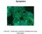 Symplekin antibody, 25-800, ProSci, Immunohistochemistry paraffin image 