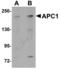 Anaphase-promoting complex subunit 1 antibody, TA306967, Origene, Western Blot image 