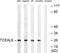 Transcription Elongation Factor A Like 6 antibody, PA5-39498, Invitrogen Antibodies, Western Blot image 