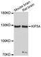 Kinesin Family Member 5A antibody, MBS129184, MyBioSource, Western Blot image 