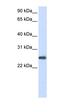 Peroxiredoxin 1 antibody, orb330556, Biorbyt, Western Blot image 