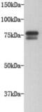 Golgin A5 antibody, NBP2-66875, Novus Biologicals, Western Blot image 