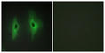 Diacylglycerol Kinase Eta antibody, abx013680, Abbexa, Western Blot image 