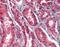Apoptosis Inducing Factor Mitochondria Associated 1 antibody, NBP1-52446, Novus Biologicals, Immunohistochemistry paraffin image 