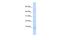 Cell Cycle Exit And Neuronal Differentiation 1 antibody, PA5-69458, Invitrogen Antibodies, Western Blot image 