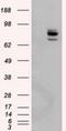 Protein Tyrosine Phosphatase Receptor Type E antibody, NBP2-02374, Novus Biologicals, Western Blot image 