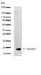 Arginine Vasopressin antibody, 710321, Invitrogen Antibodies, Western Blot image 