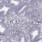 KIAA1674 antibody, HPA067395, Atlas Antibodies, Immunohistochemistry paraffin image 