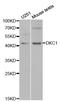 Dyskerin Pseudouridine Synthase 1 antibody, LS-C331737, Lifespan Biosciences, Western Blot image 