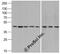 Beta-Actin antibody, 3779, ProSci Inc, Western Blot image 