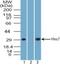 Hes Family BHLH Transcription Factor 7 antibody, PA5-73023, Invitrogen Antibodies, Western Blot image 