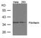 Fibrillarin antibody, 79-685, ProSci, Western Blot image 