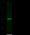 Aryl sulfotransferase IV antibody, GTX02127, GeneTex, Western Blot image 