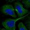 RAB Interacting Factor antibody, NBP2-68714, Novus Biologicals, Immunofluorescence image 