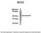 Regulator Of Chromosome Condensation 2 antibody, PA5-44747, Invitrogen Antibodies, Immunoprecipitation image 