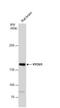 Hypoxia Up-Regulated 1 antibody, NBP1-32140, Novus Biologicals, Western Blot image 