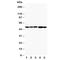 Hepatitis A virus cellular receptor 1 homolog antibody, R30715, NSJ Bioreagents, Western Blot image 