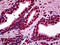 Myocyte Enhancer Factor 2A antibody, 51-763, ProSci, Immunohistochemistry frozen image 