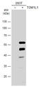 Target Of Myb1 Like 1 Membrane Trafficking Protein antibody, GTX115334, GeneTex, Western Blot image 