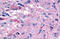 G Protein-Coupled Receptor 139 antibody, MBS243487, MyBioSource, Immunohistochemistry paraffin image 