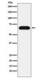 G Protein Nucleolar 3 antibody, M03283-1, Boster Biological Technology, Western Blot image 