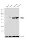 Catalase antibody, PA5-29183, Invitrogen Antibodies, Western Blot image 