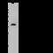 Protein Wnt-7a antibody, GTX02493, GeneTex, Western Blot image 