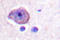 Rhodopsin antibody, LS-C176465, Lifespan Biosciences, Immunohistochemistry paraffin image 